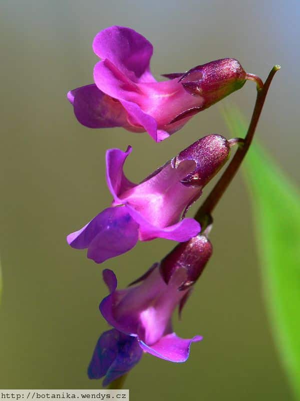 Trs kvitnúceho hrachora jarného (Lathyrus vernus) s ružovofialovými kvetmi