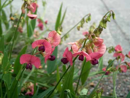 Ružové kvety hrachora lesného (Lathyrus sylvestris) na okraji lesa
