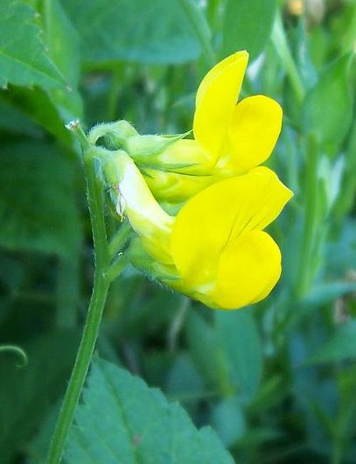 Žlté kvety hrachora lúčneho (Lathyrus pratensis) v trávnom poraste
