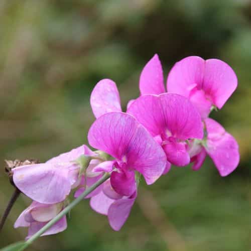 Kvety hrachora voňavého (Lathyrus odoratus) v záhrade