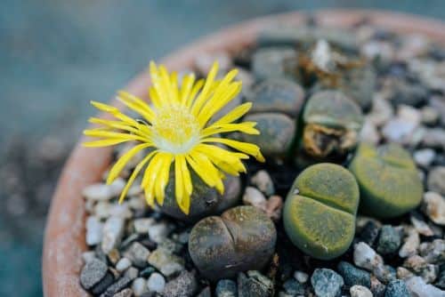 Lithops sukulenty s charakteristickými dvojitými listami podobnými kameňom