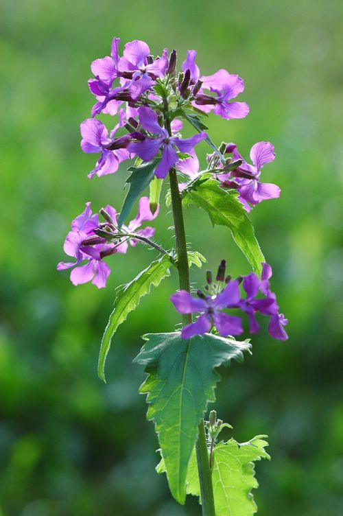 Mesačnica