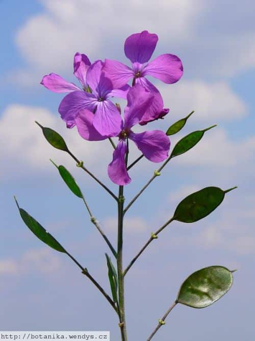 Mesačnica
