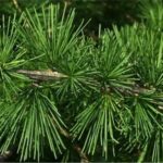 Detail sviežo zeleného ihličia smrekovca vo zväzočkoch na konáriku