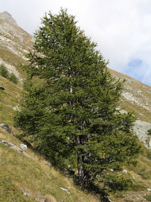 Solitérny smrekovec opadavý rastúci na kamenistom horskom svahu