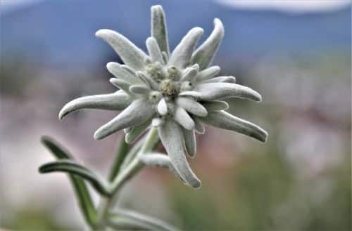 Plesnivec alpský