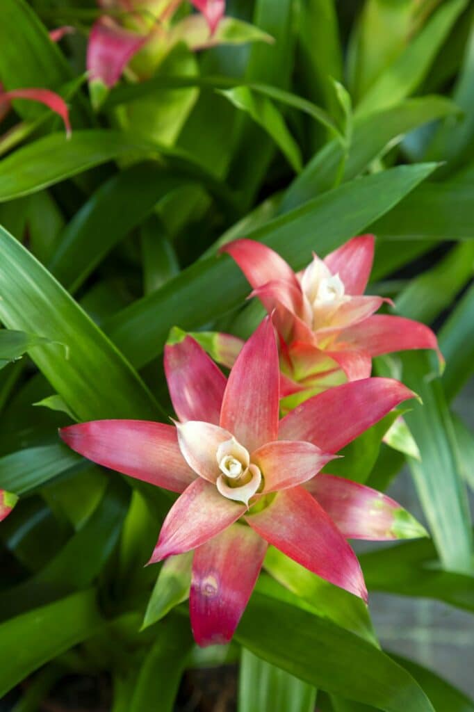 Kvitnúca guzmania bromelia v kvetináči, tropická izbová rastlina