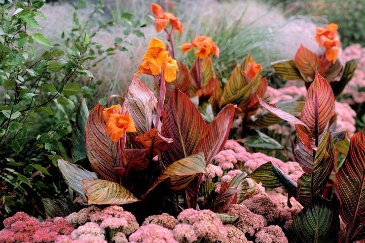 Dosna (Canna)​