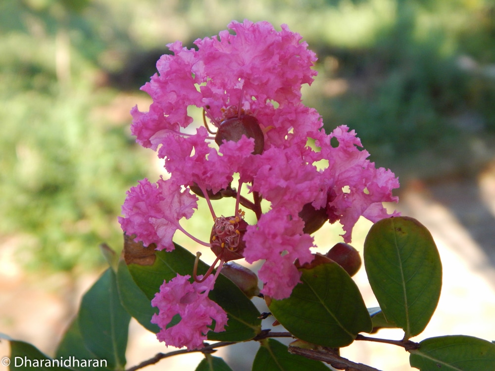 Kvitnúca Lagerstroemia indica (myrta krepová) s ružovými metlinami
