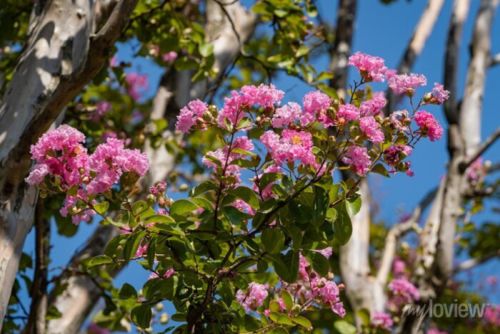 Lagerstroemia indica s ružovými kvetmi a zelenými listami na terase