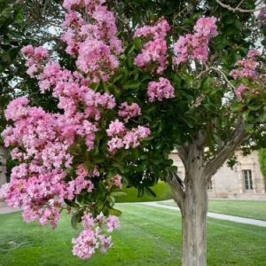 Lagerstroemia indica s ružovými kvetmi v lete