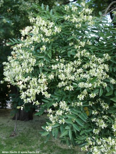 Sophora japonica Regent - sofora japonská