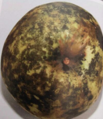 Sadzovitosť jabĺk