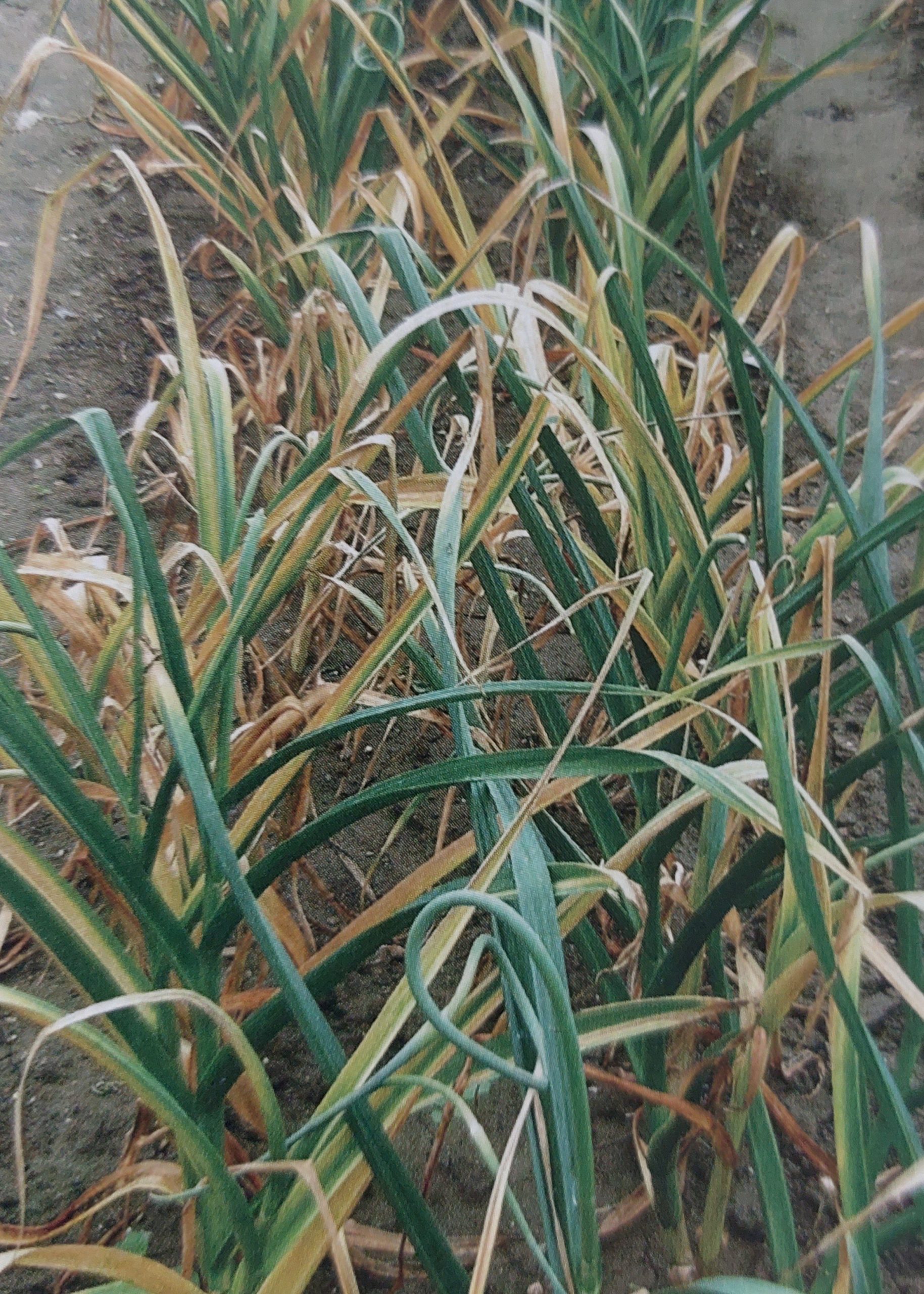 Biela hniloba