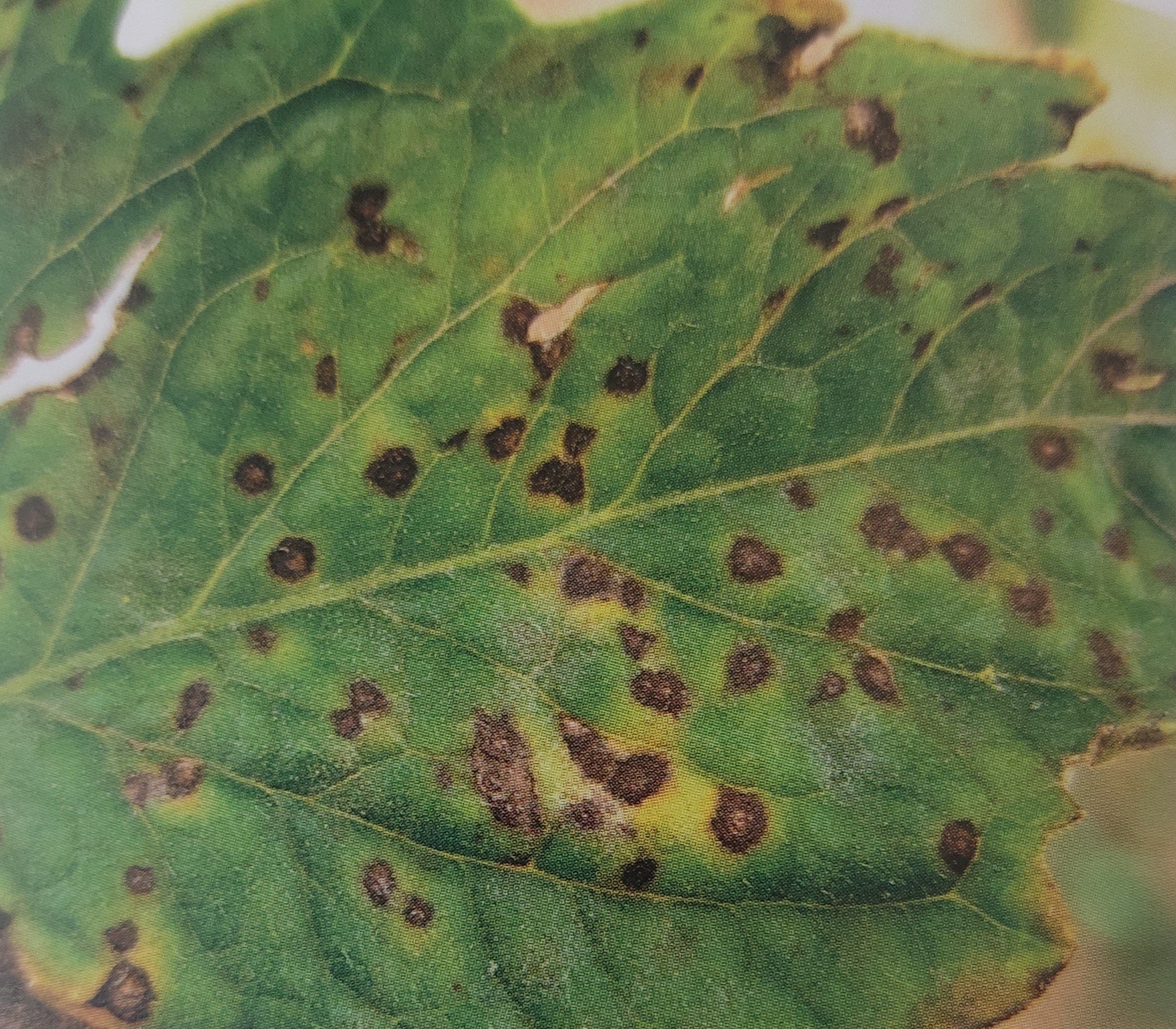 Septorióza rajčiakov -  Septoria lycopersici