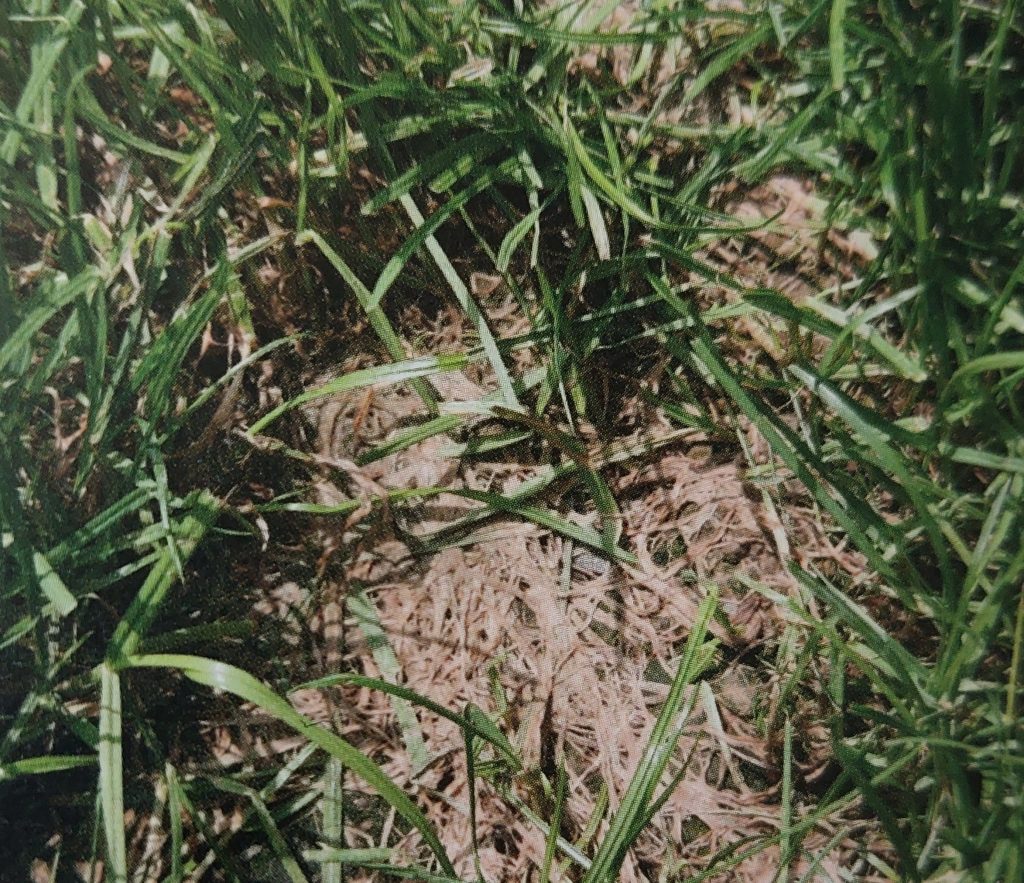 Červená nitkovitosť tráv - napadnutý trávnik s ružovkastými vláknami