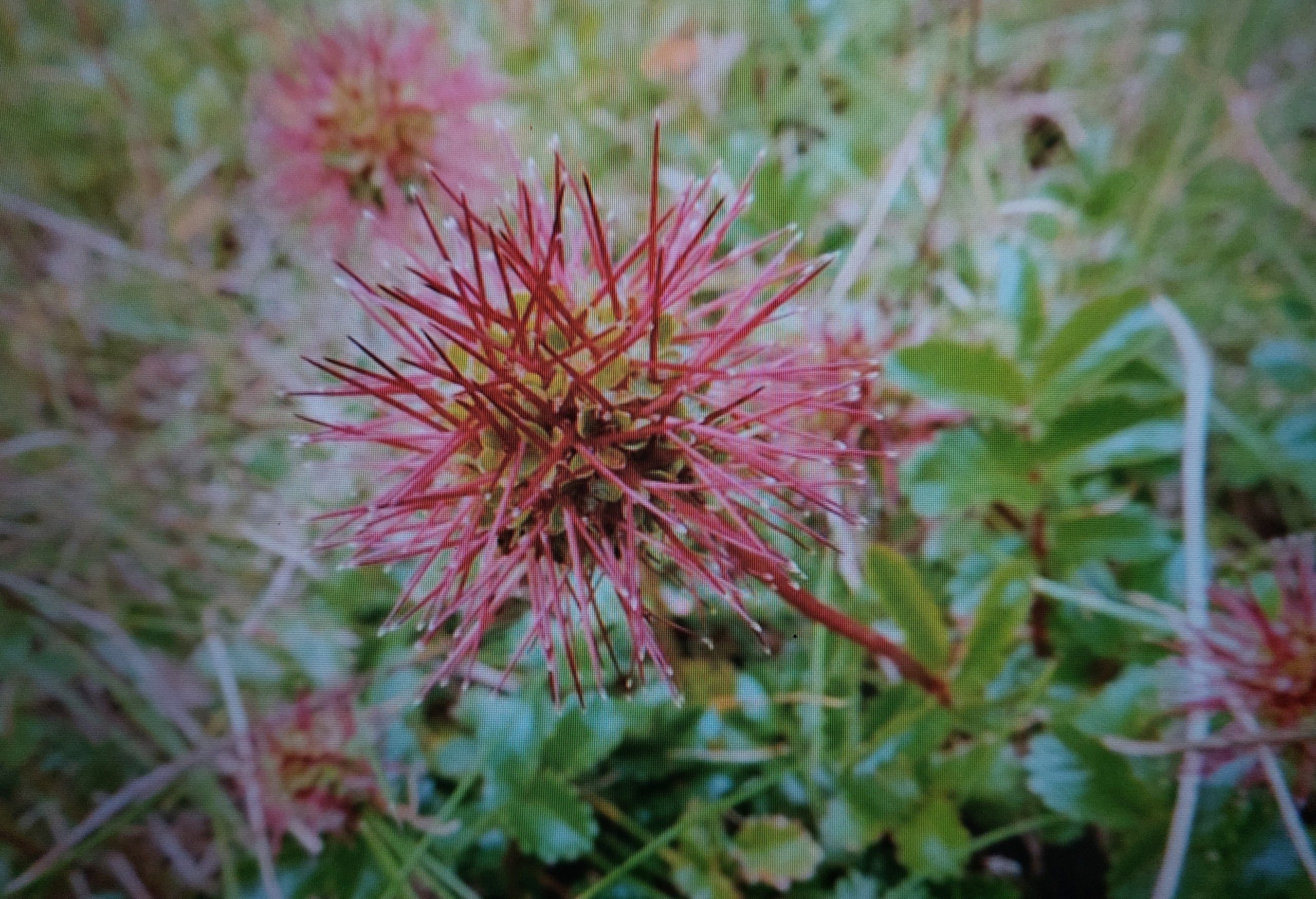Acaena