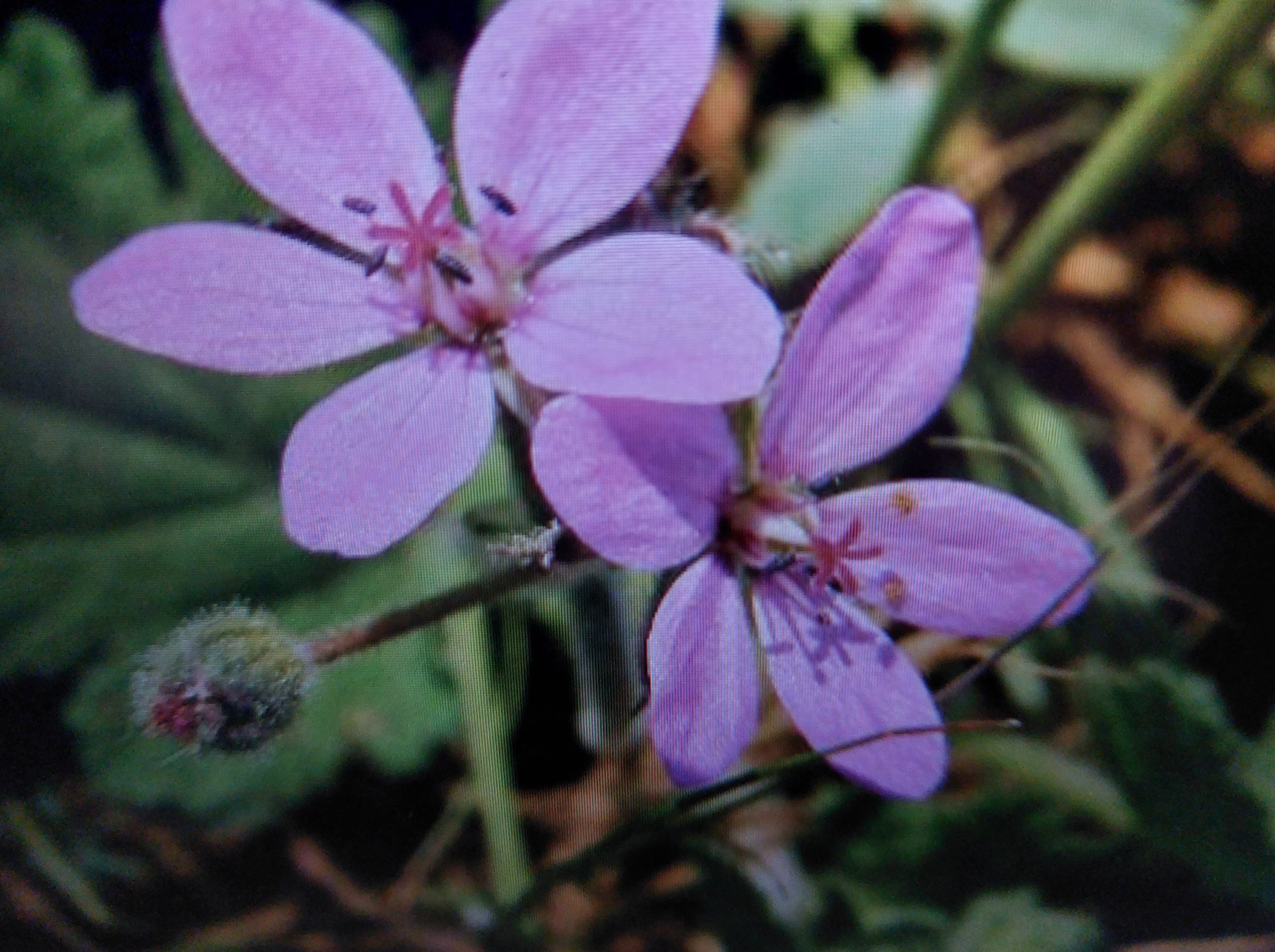 Bocianik