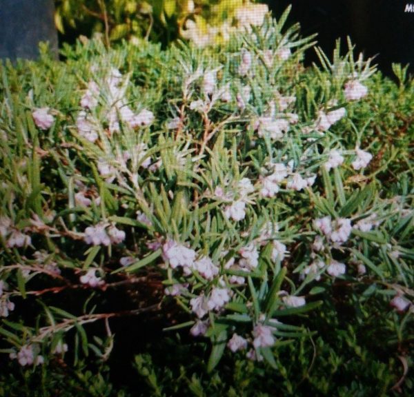 Andromédka americká (Andromeda glaucophylla) – nízky vždyzelený ker s bledoružovými kvetmi