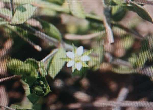 Drobný biely kvet piesočnice dúškolistej (Arenaria serpyllifolia) medzi listami