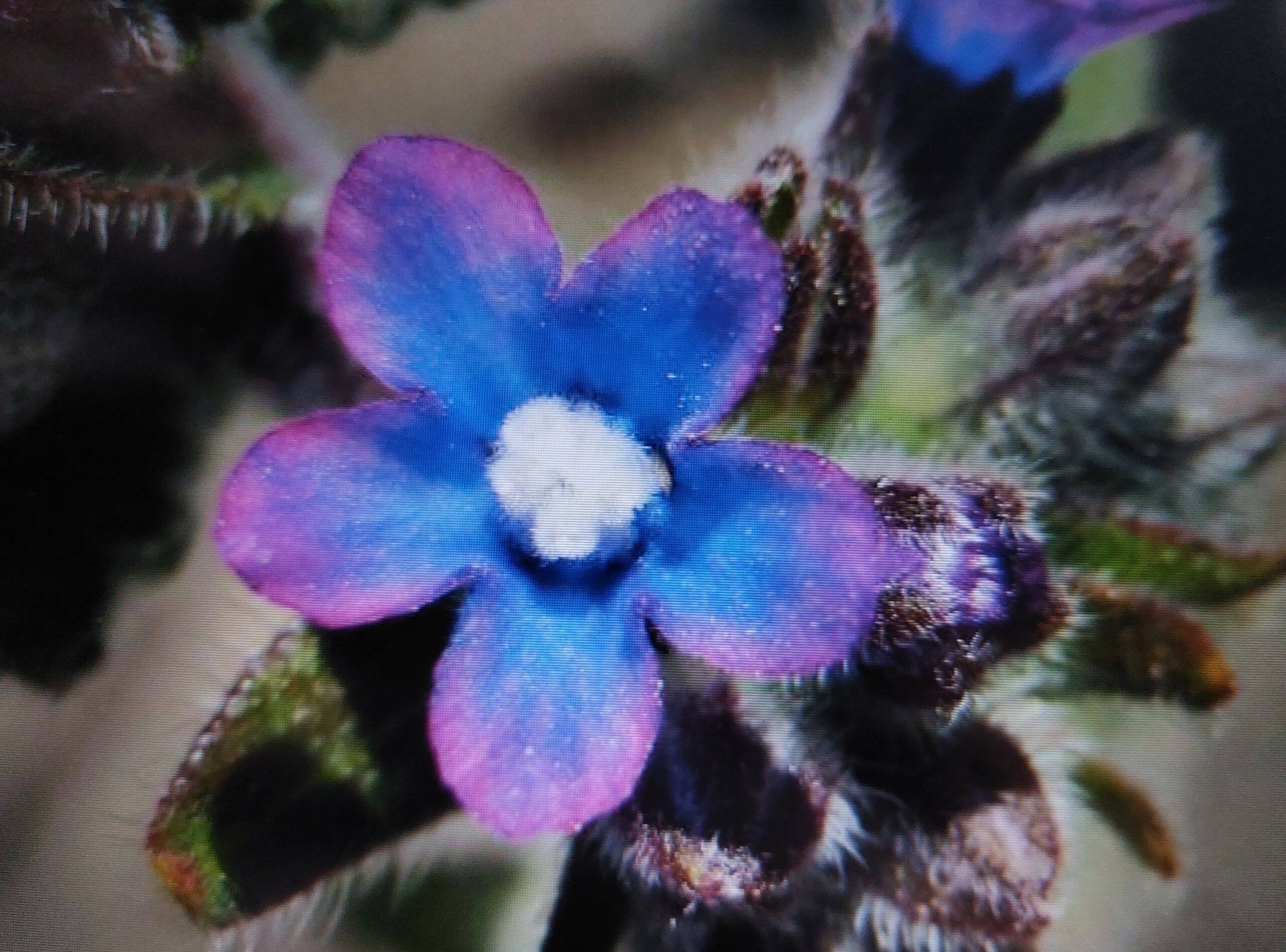 Smohla kapská - Anchusa capensis