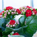 Kalanchoe​ kvety a listy