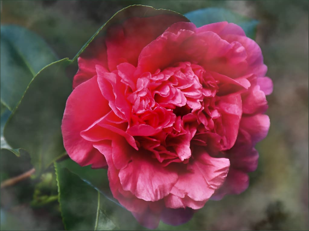 gardenia - priblížená fotka červeného kvetu.