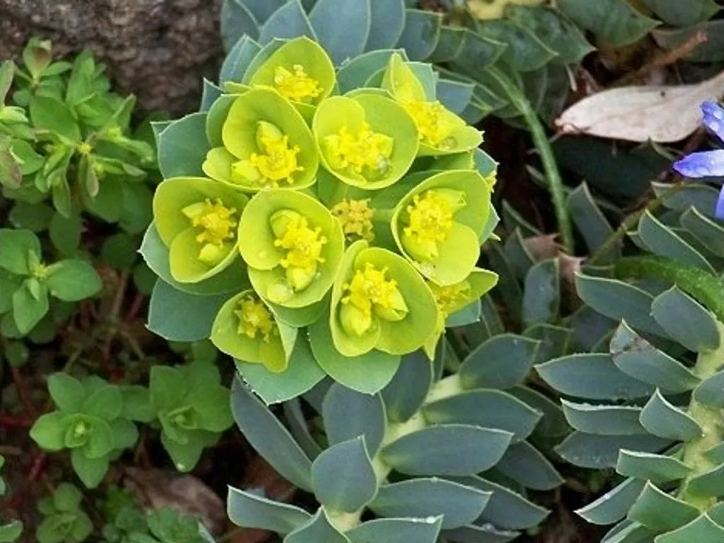 Euphorbia - malé kvety