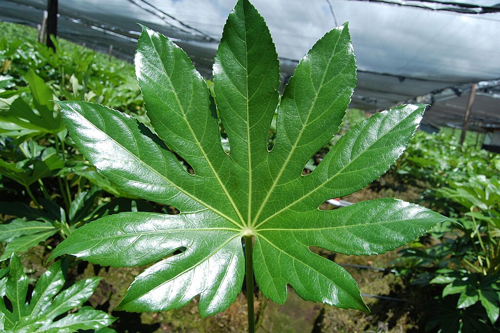 lesklý list rastliny Fatsia japonica