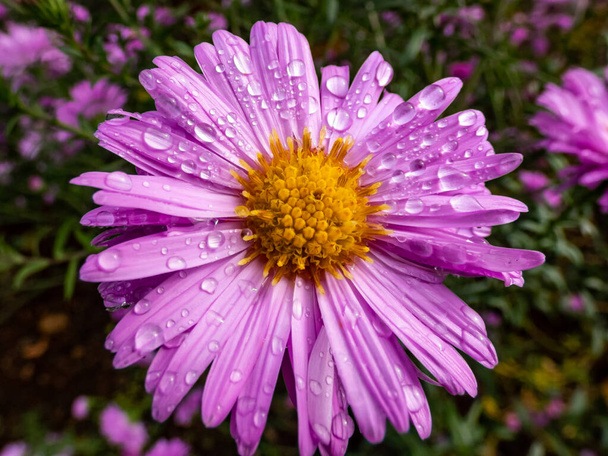 Astra alpínska plnokvetá - Aster alpinus plenum