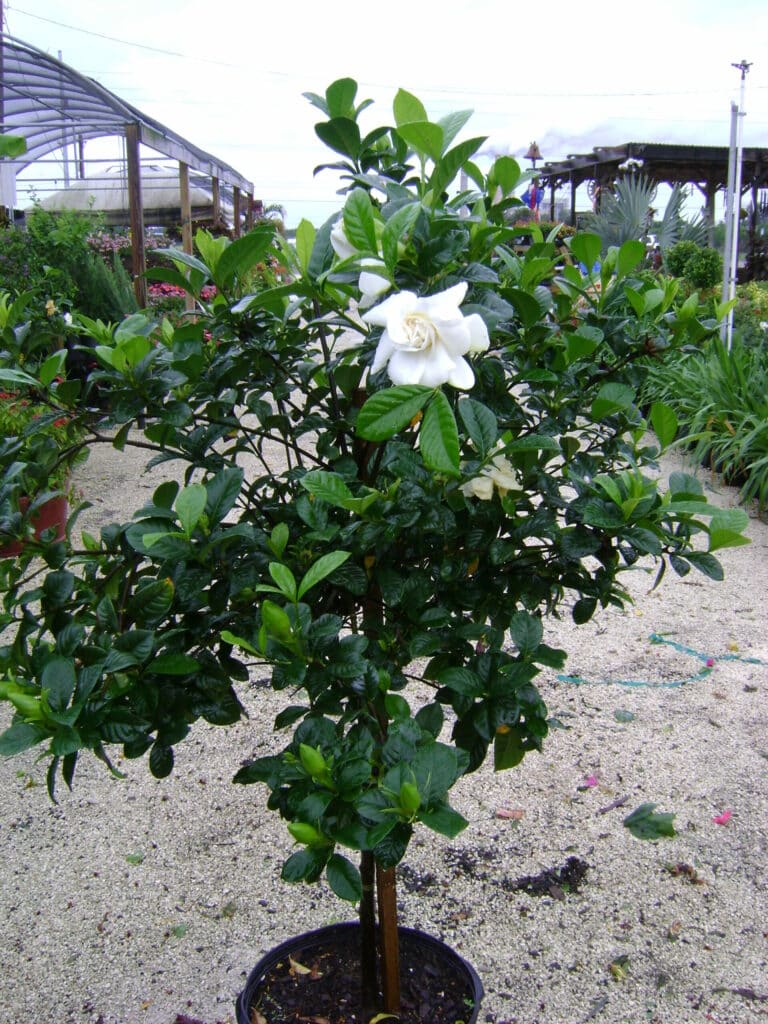 gardenia - rozkvitnutá v kvetináči položená na prašnej ceste.