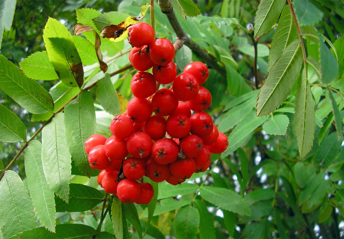 Jarabina