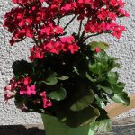 Kalanchoe blossfeldiana s červenými kvetmi v kvetináči