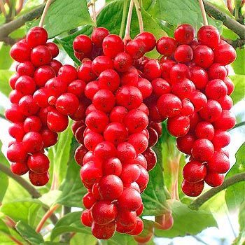 Schizandra