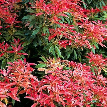 Pieris