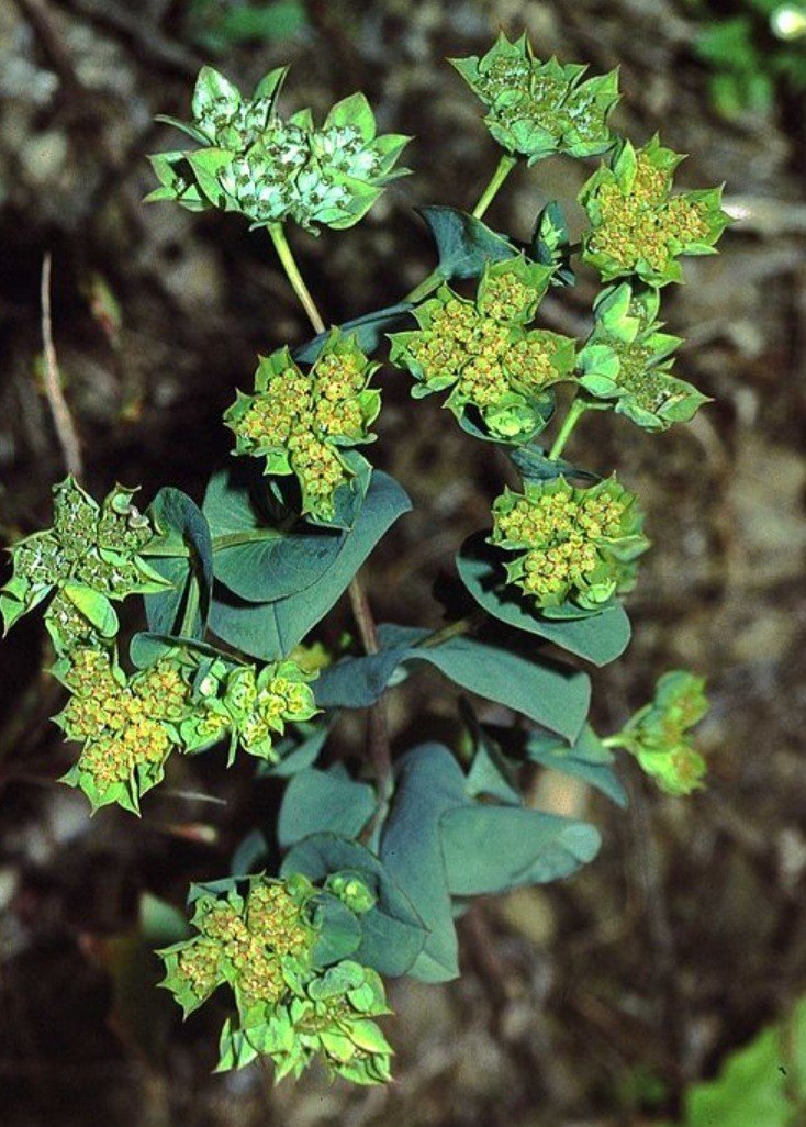 Prerastlík okrúhlolistý - Bupleurum rotundifolium