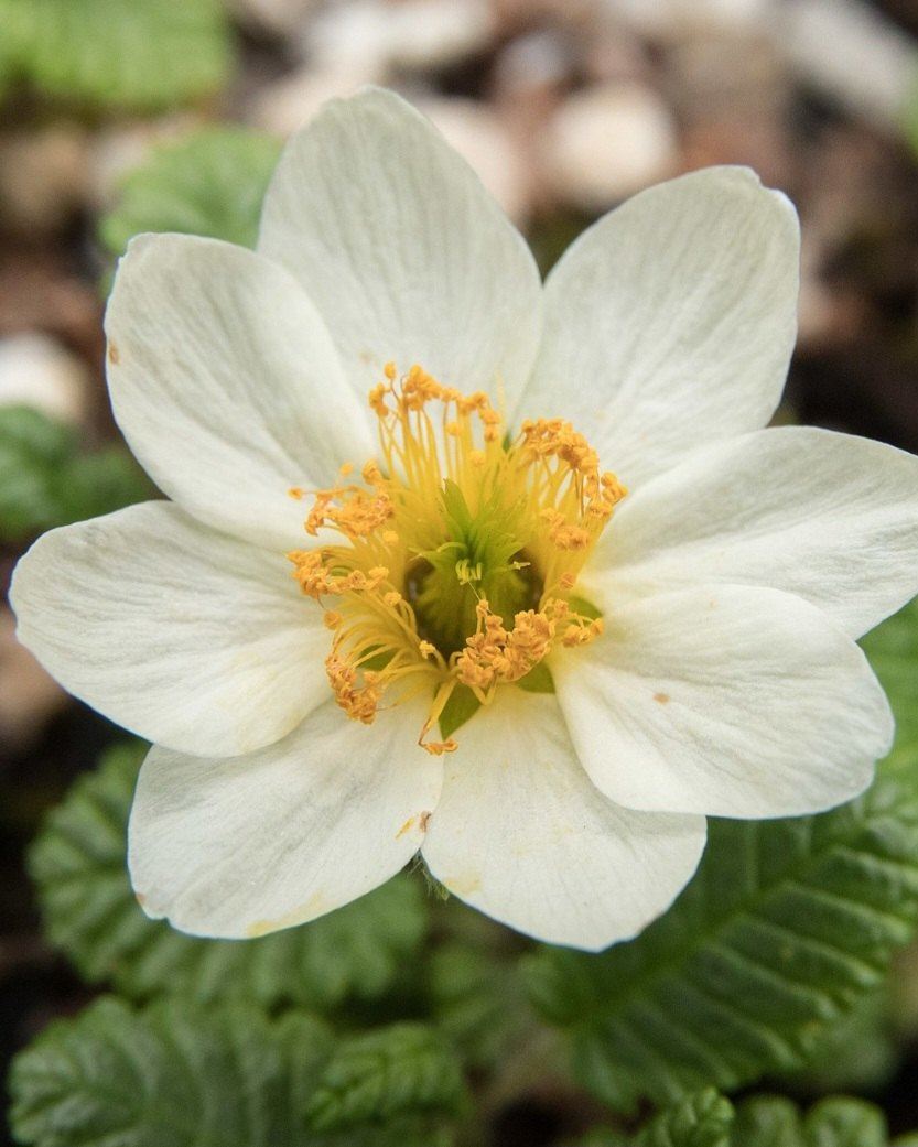 Dryádka osemlupienková - Dryas octopetala