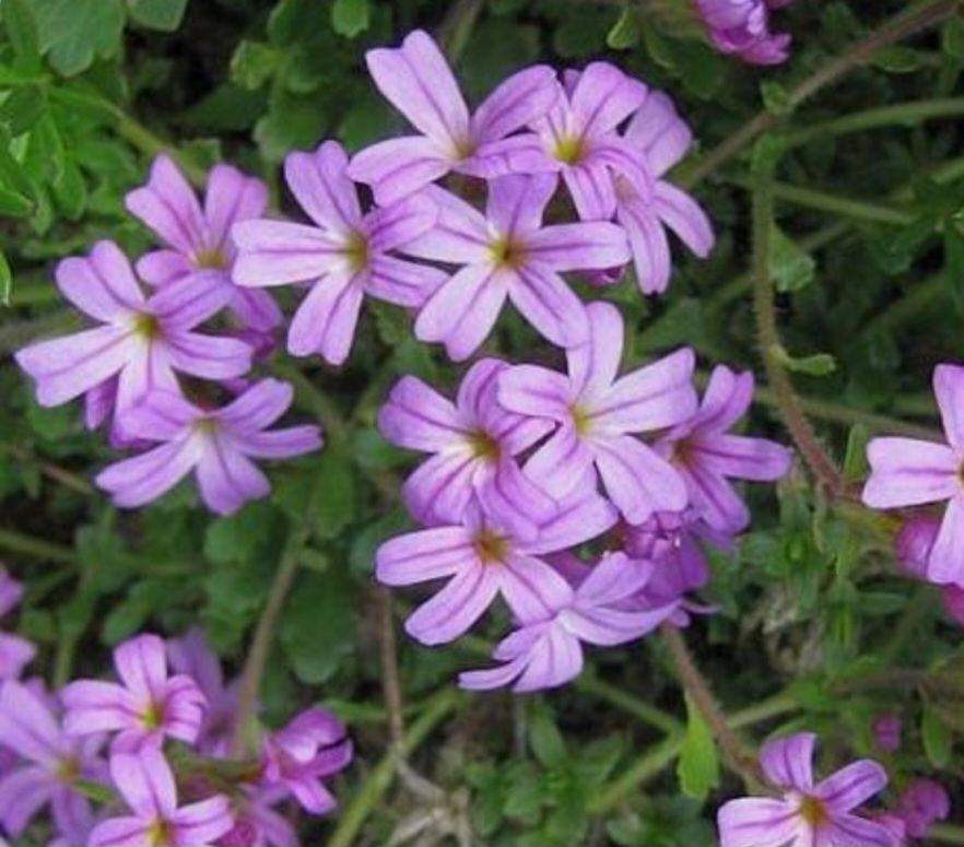 Erinus alpínsky - Erinus alpinus