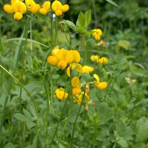 Ľadenec rožkatý (Lotus corniculatus) – žlté motýľovité kvety a trojpočetné listy na lúke
