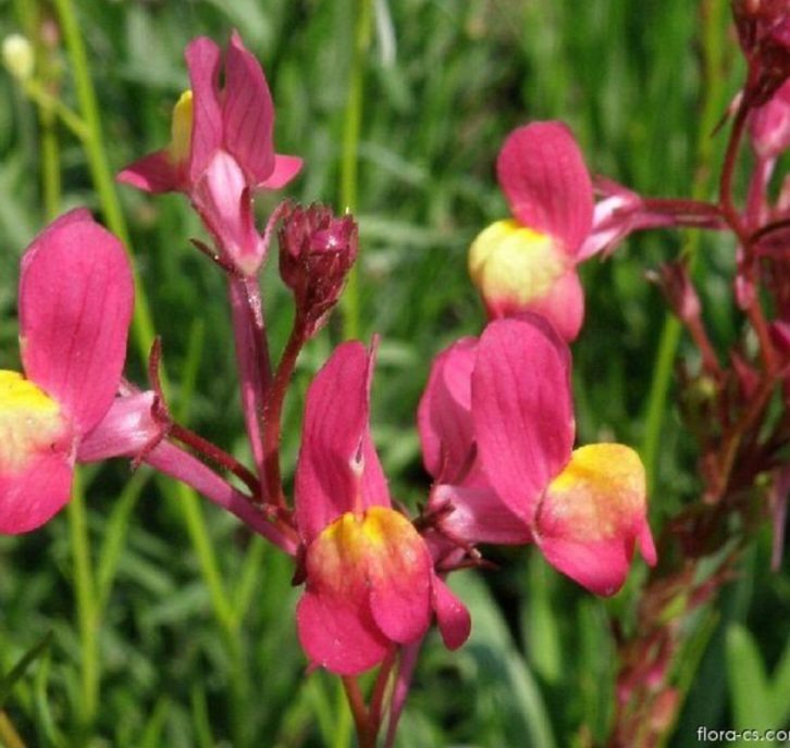 Pestrofarebné kvety pyšteka marockého (Linaria maroccana) v kvetinovom záhone