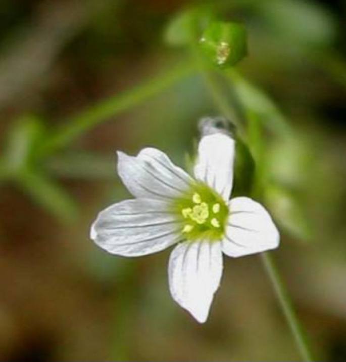 Ľan - Linum