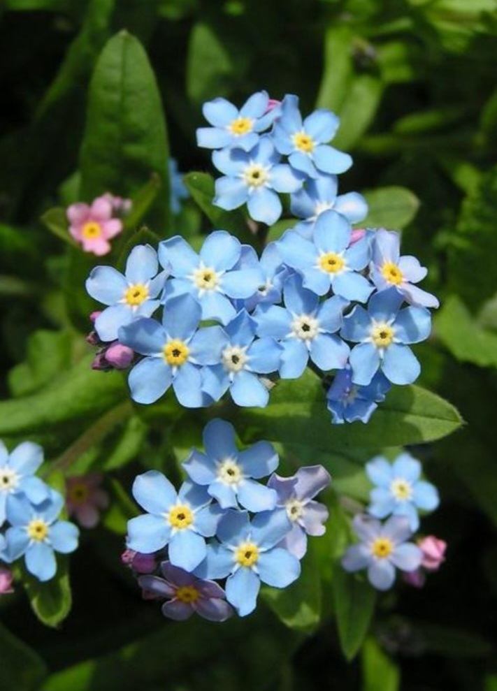 Nezábudka lesná - Myosotis silvatica