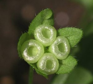 Pupkovec nezábudkovitý (Omphalodes scorpioides) – modré kvety