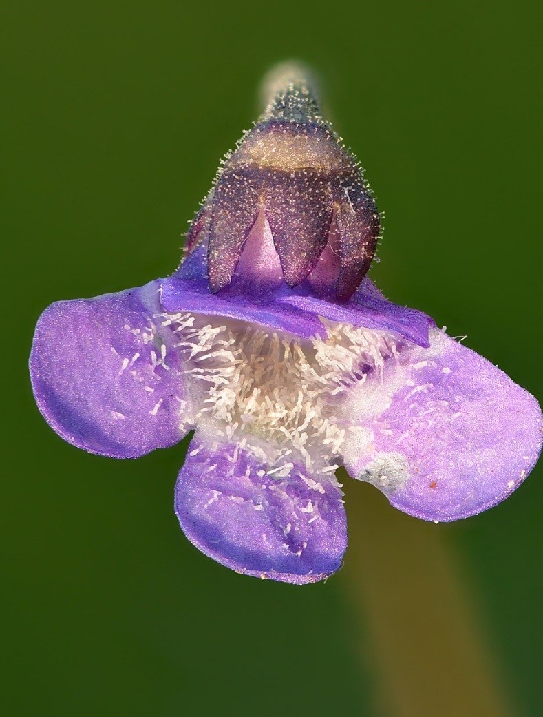 Tučnica kvet - Pinguicula