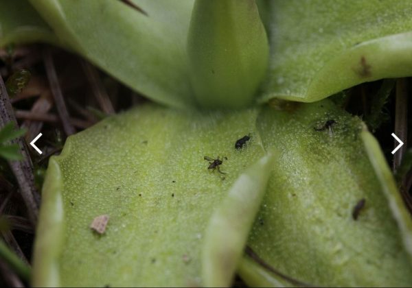 Tučnica (Pinguicula)
