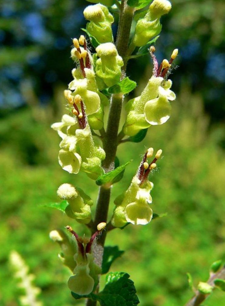 Hrdobarka páchnúca - Teucrium scorodonia