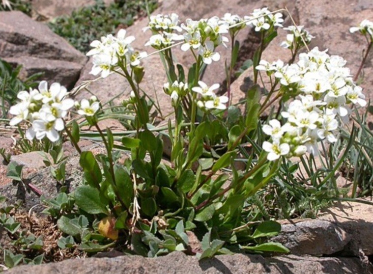 Peniažtek kvet - Thlaspi