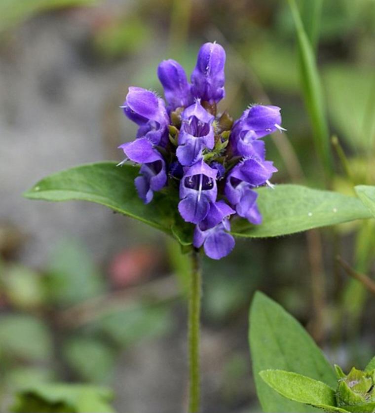 Černohlávok veľkokvetý - Prunella grandiflor