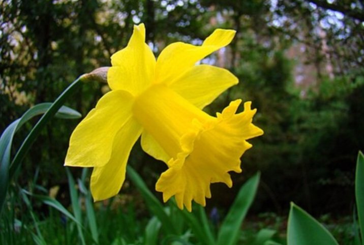 Narcis