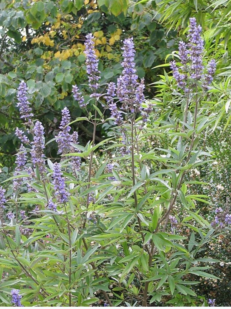 Drmek obyčajný - Vitex agnus-castus